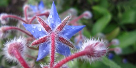 Bourrache Officinale