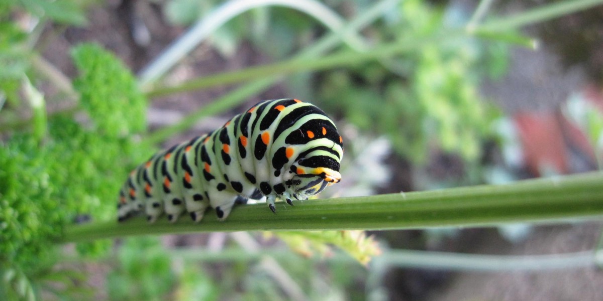 Chenille du Machaon