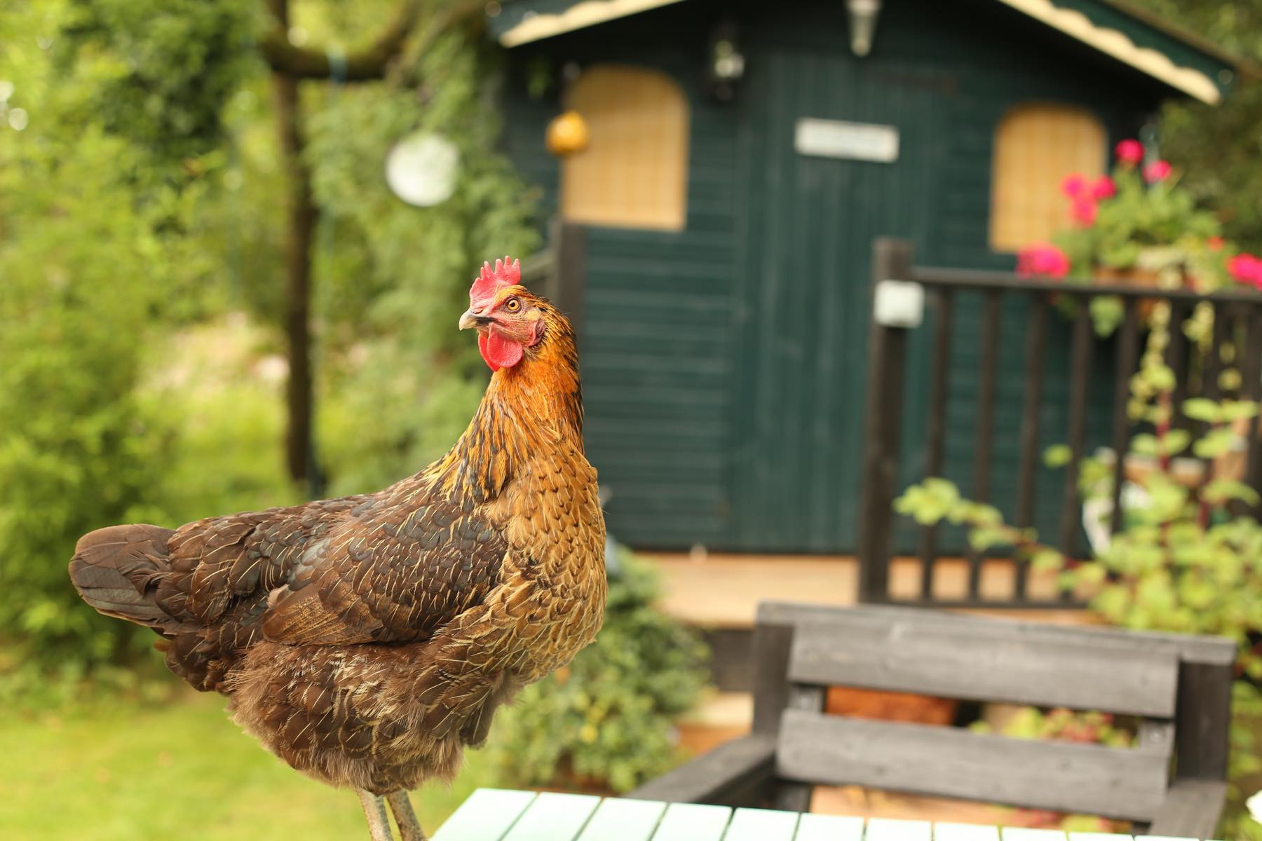 Chicken par Sophie Higginbottom