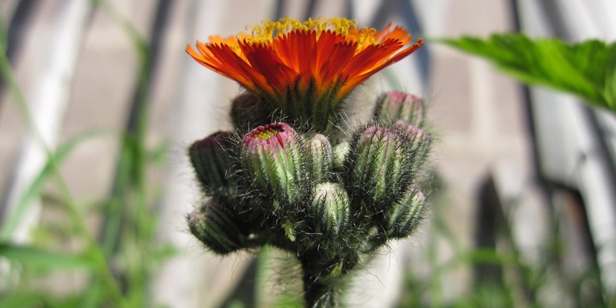 Épervière orangée