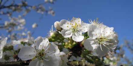 Fleurs de Cerisier