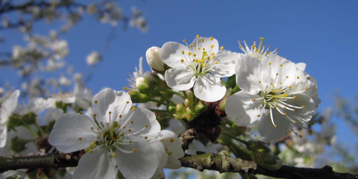 Fleurs de Cerisier