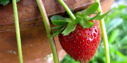 Fraise
