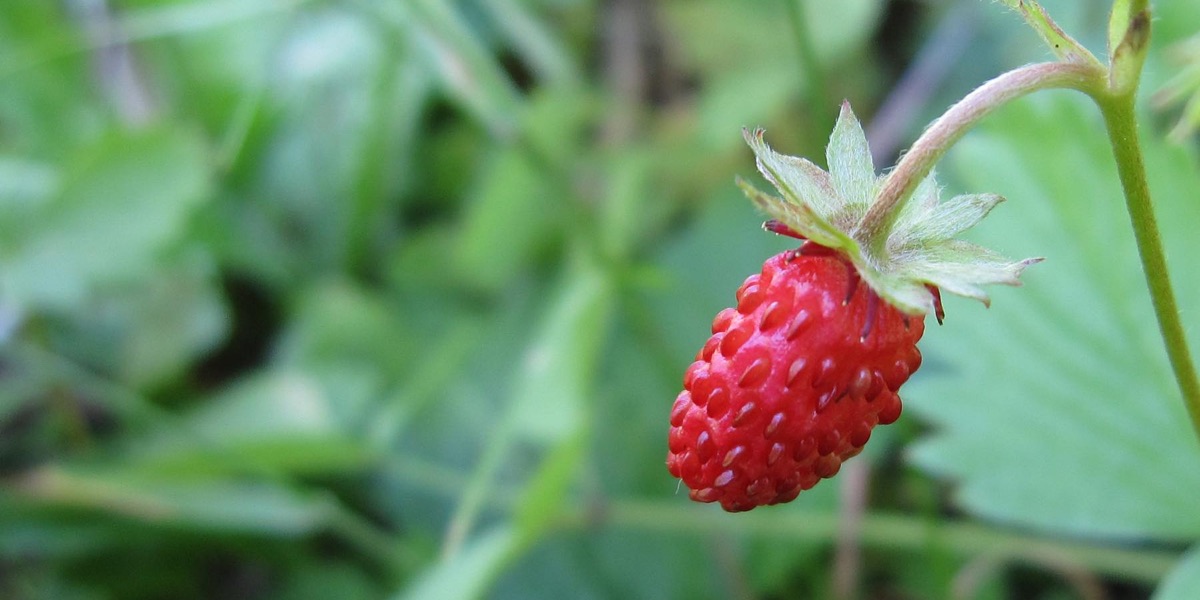 Fraise des Bois