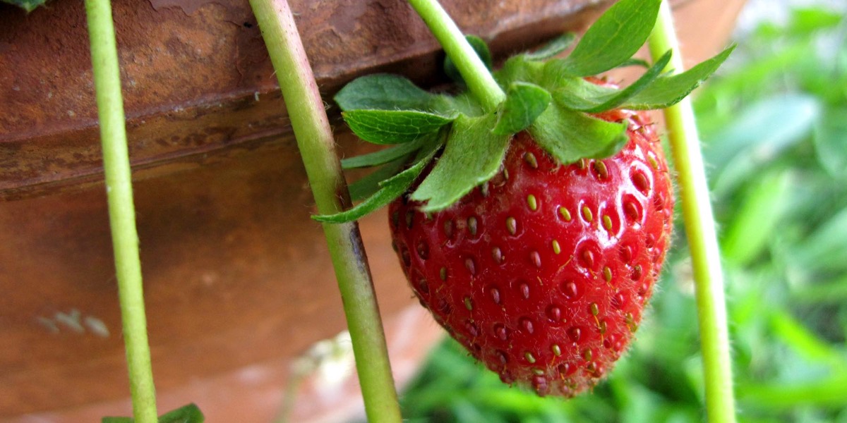 Fraise