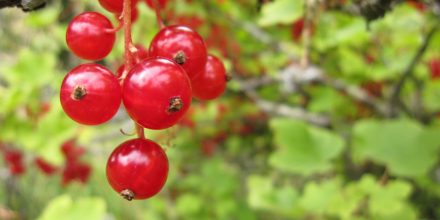 Groseilles suspendues