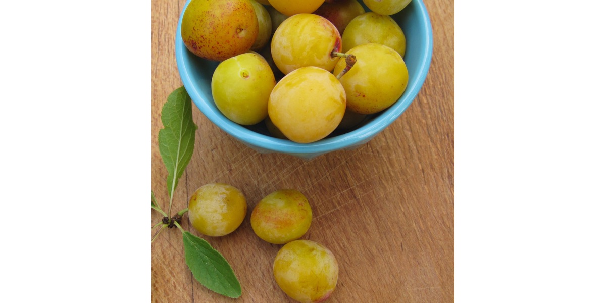 Mirabelles de Lorraine