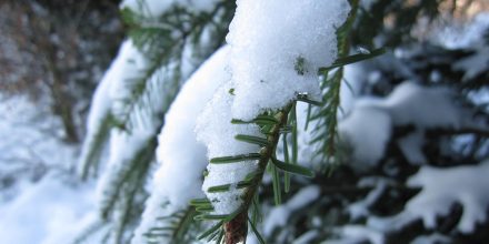La neige et le sapin