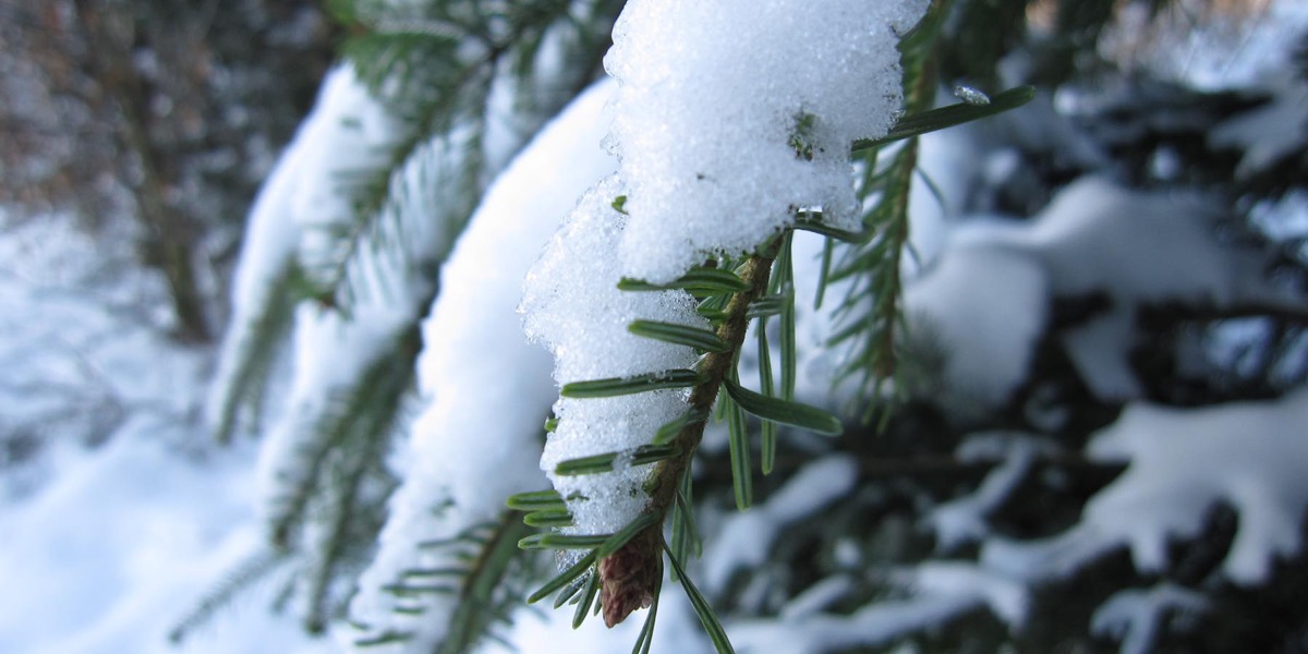 La neige et le sapin