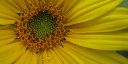 Tournesol en mode macro